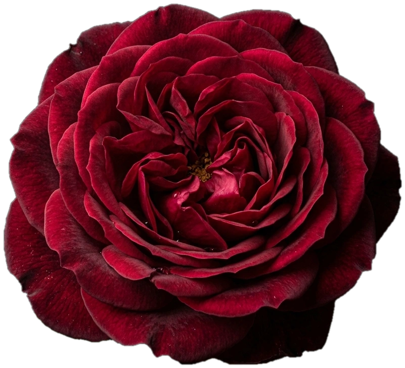 Lioraa Saaj Velvet Rose